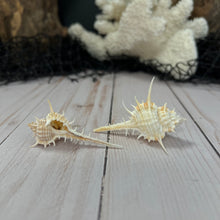 Load image into Gallery viewer, Short Spined Murex