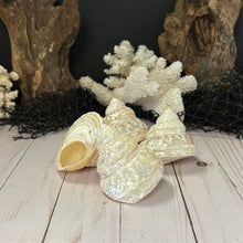 Load image into Gallery viewer, Polished Astraea Undosa