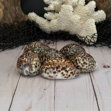 Load image into Gallery viewer, Spotted Tiger Cowrie