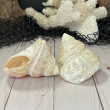 Load image into Gallery viewer, Polished Astraea Undosa