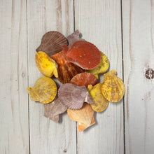 Load image into Gallery viewer, Small Multicolored Clam