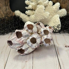Load image into Gallery viewer, Barnacle