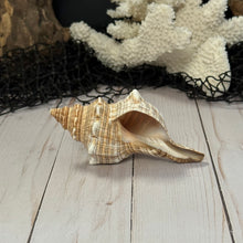 Load image into Gallery viewer, Fox Shell