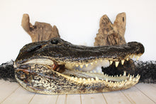 Load image into Gallery viewer, X-Large Gator Head