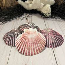 Load image into Gallery viewer, Purple Scallop