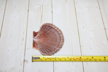 Load image into Gallery viewer, Mexican Flat Scallop Shell