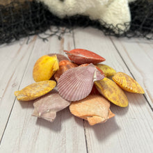 Load image into Gallery viewer, Small Multicolored Clam