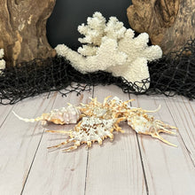 Load image into Gallery viewer, Lambis Scorpius