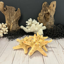 Load image into Gallery viewer, Knobby Starfish
