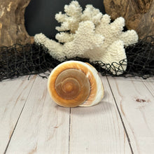 Load image into Gallery viewer, Land Snail