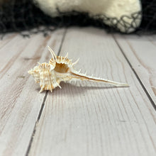 Load image into Gallery viewer, Short Spined Murex