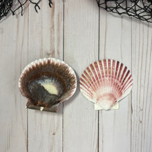 Load image into Gallery viewer, Purple Scallop