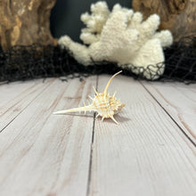 Load image into Gallery viewer, Short Spined Murex