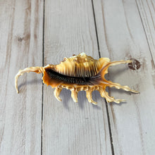 Load image into Gallery viewer, Lambis Scorpius