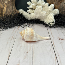 Load image into Gallery viewer, Channeled Whelk