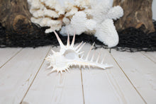 Load image into Gallery viewer, Venus Comb Shell