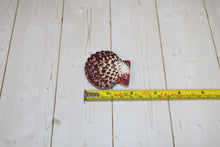 Load image into Gallery viewer, Pectin Pallium (PAIRS)