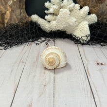 Load image into Gallery viewer, Channeled Whelk