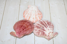 Load image into Gallery viewer, Pecten Nobilis (PAIRS)