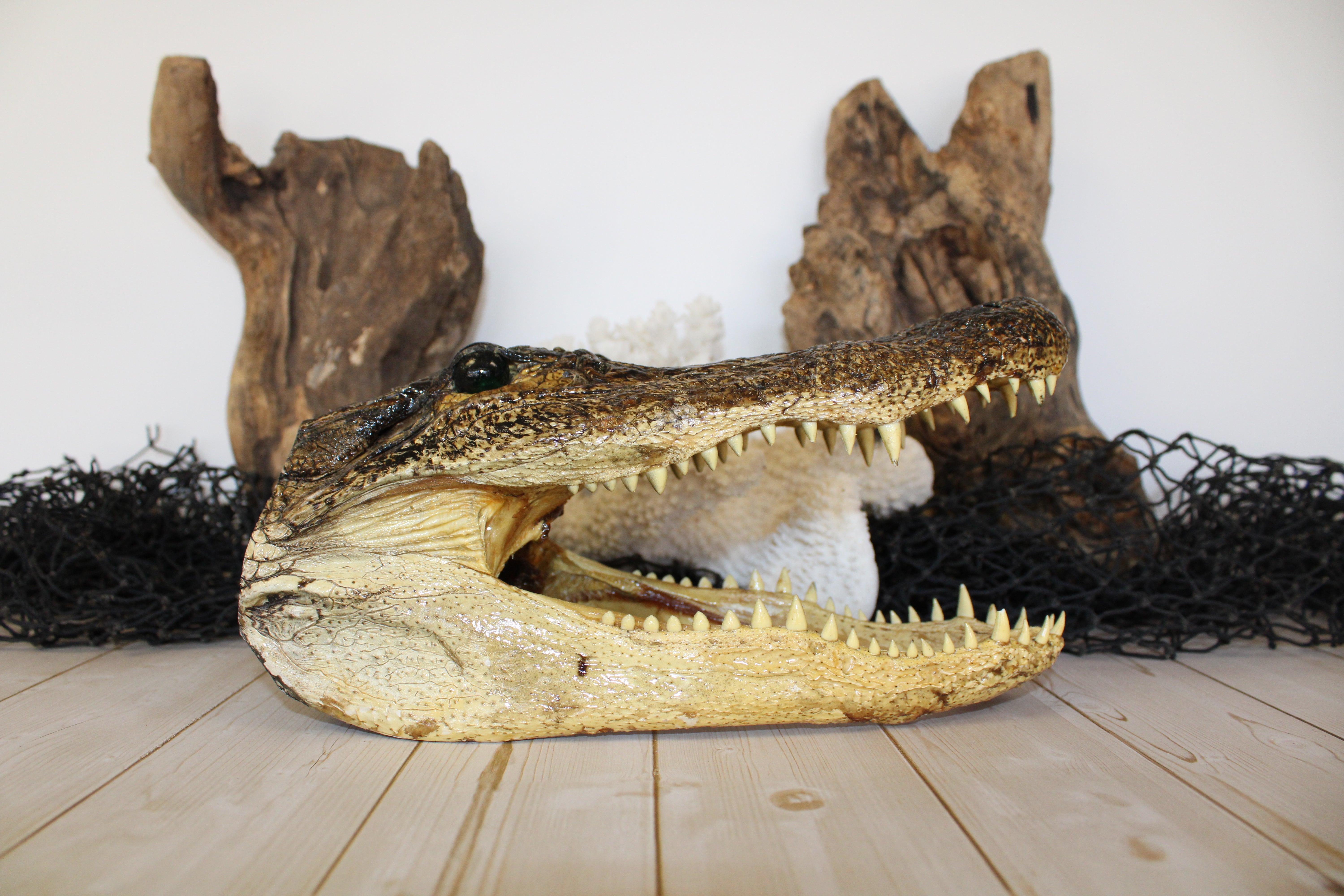 Large Gator Head – Beach Bum Seashells