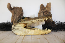 Load image into Gallery viewer, Large Gator Head