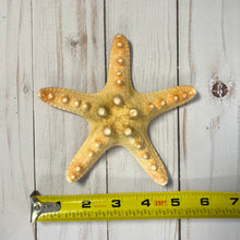 Load image into Gallery viewer, Knobby Starfish