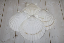 Load image into Gallery viewer, White Scallop