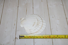 Load image into Gallery viewer, White Scallop