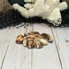 Load image into Gallery viewer, Caput Shell