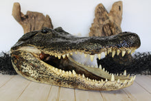 Load image into Gallery viewer, X-Large Gator Head