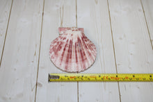 Load image into Gallery viewer, Pecten Nobilis (PAIRS)