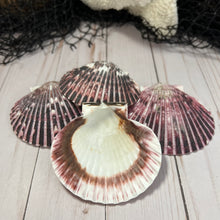 Load image into Gallery viewer, Purple Scallop