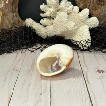 Load image into Gallery viewer, Land Snail