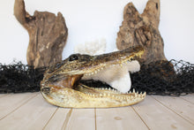 Load image into Gallery viewer, Medium Gator Head