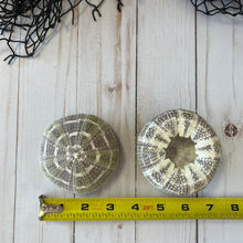 Load image into Gallery viewer, Alfonso Sea Urchin