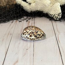 Load image into Gallery viewer, Spotted Tiger Cowrie