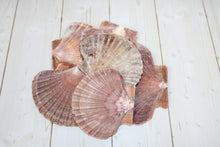 Load image into Gallery viewer, Mexican Flat Scallop Shell