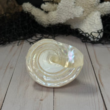 Load image into Gallery viewer, Polished Astraea Undosa