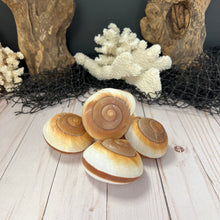 Load image into Gallery viewer, Land Snail