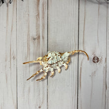 Load image into Gallery viewer, Lambis Scorpius