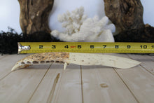 Load image into Gallery viewer, Handmade Alligator Jawbone Knife (9”-10”)