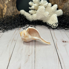 Load image into Gallery viewer, Channeled Whelk