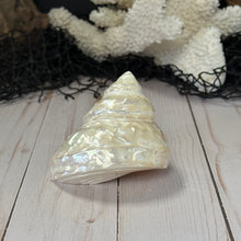 Load image into Gallery viewer, Polished Astraea Undosa