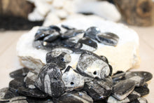 Load image into Gallery viewer, Orthoceras Fossil Heart Pendant
