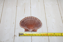 Load image into Gallery viewer, Mexican Flat Scallop Shell
