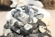 Load image into Gallery viewer, Ammonite Fossil
