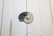 Load image into Gallery viewer, Ammonite Fossil
