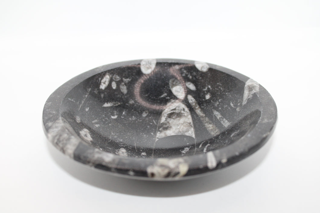 Orthoceras Fossil Bowl