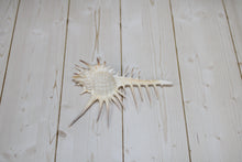 Load image into Gallery viewer, Venus Comb Shell
