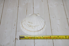 Load image into Gallery viewer, White Scallop
